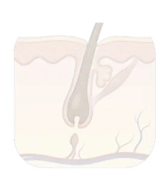 Telogenphase